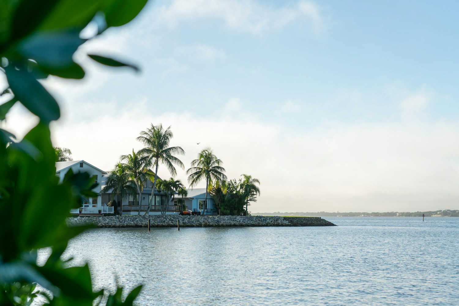 Palm trees beside calm coastal water